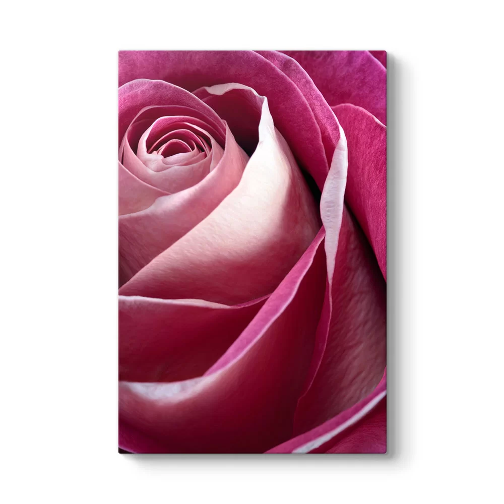Pembe Gül I Tablosu - Model 2
